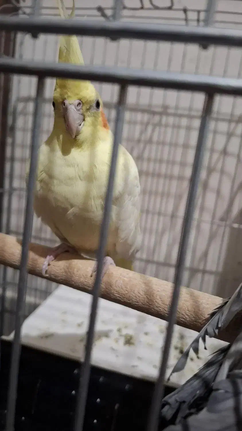 عروس هلندی یک جفت نروماده|پرنده|اصفهان, دستگرده|دیوار