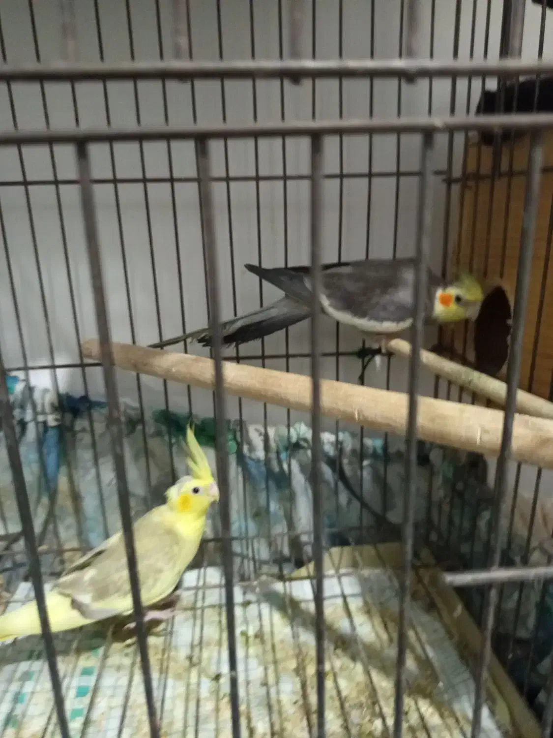 عروس هلندی نر سینامون|پرنده|بندر گناوه, |دیوار