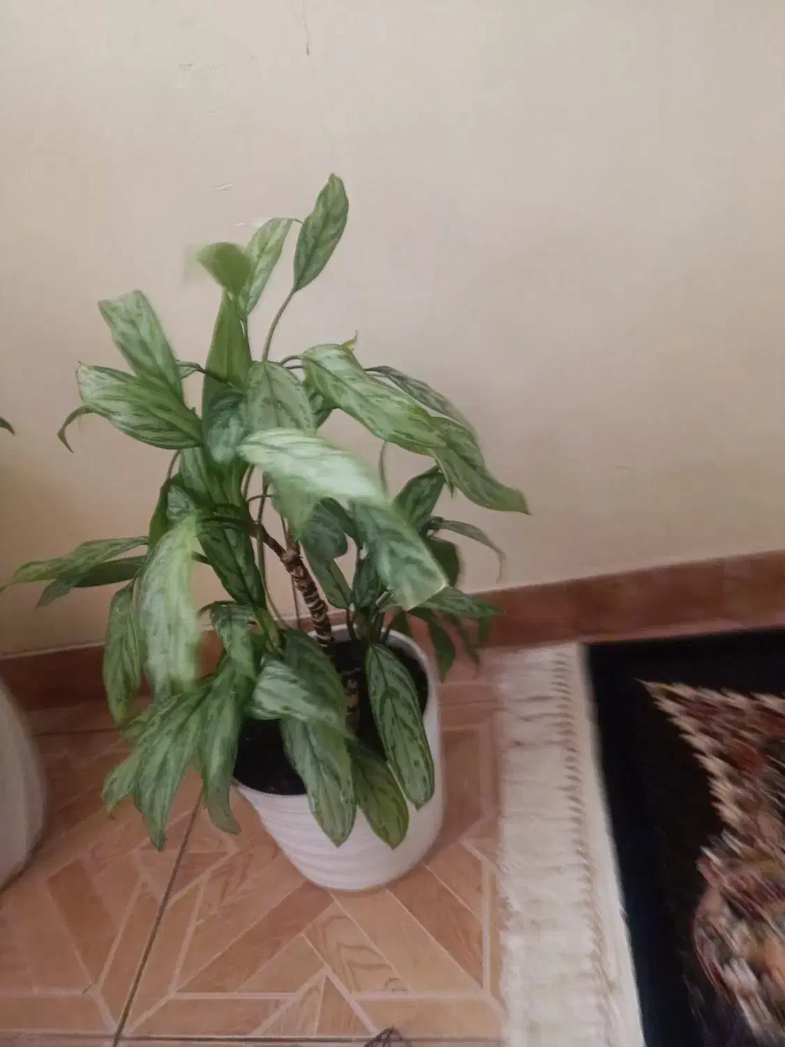 گل و گلدان|گل و گیاه طبیعی|کرمانشاه, |دیوار