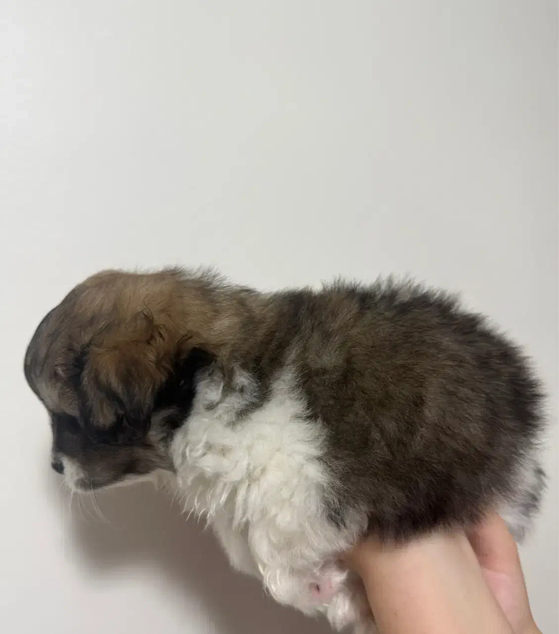 توله سگ شیتزو|سگ|تهران, دانشگاه شریف|دیوار