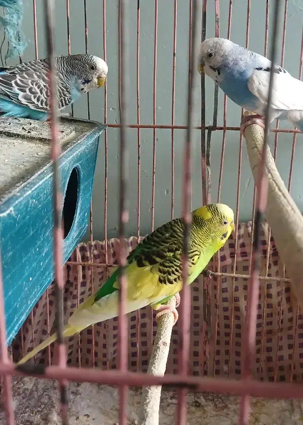 مرغ عشق|پرنده|کرج, چهارصد دستگاه|دیوار