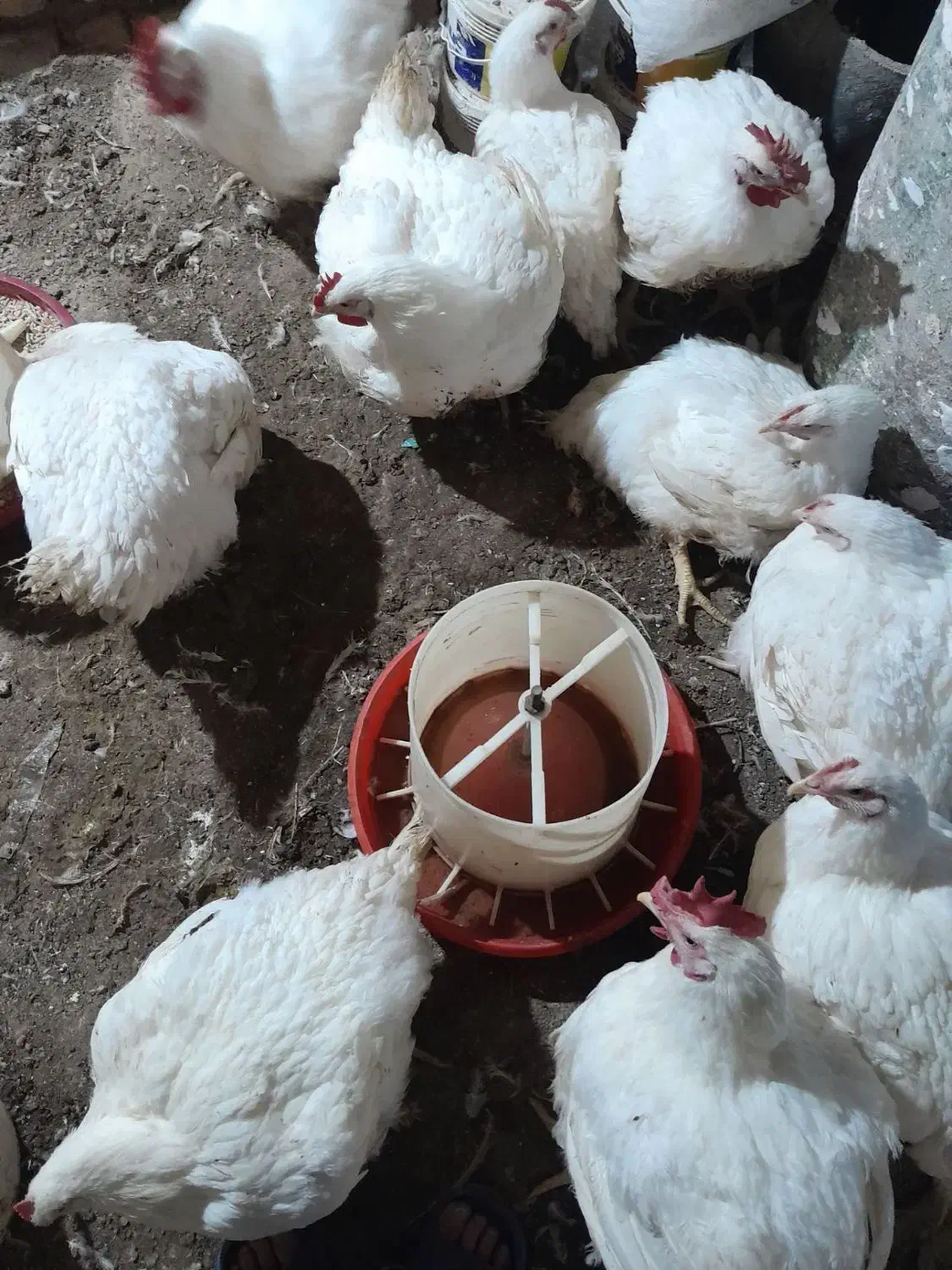 مرغ گوشتی|حیوانات مزرعه|قزوین, |دیوار