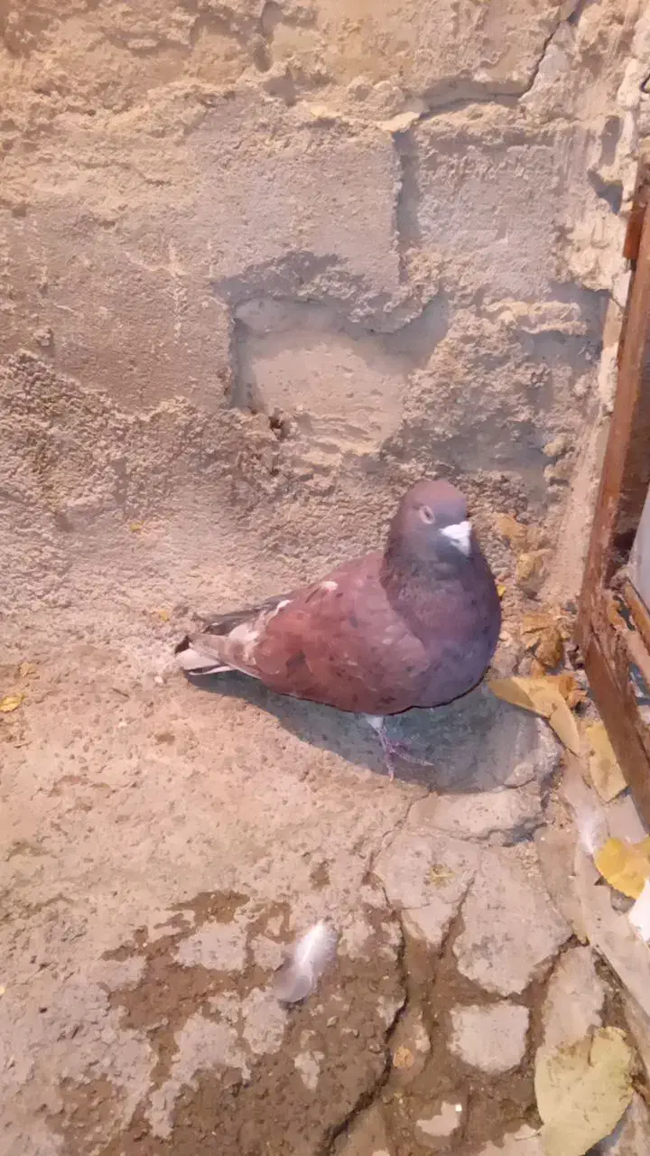 کفتر|پرنده|قوچان, |دیوار