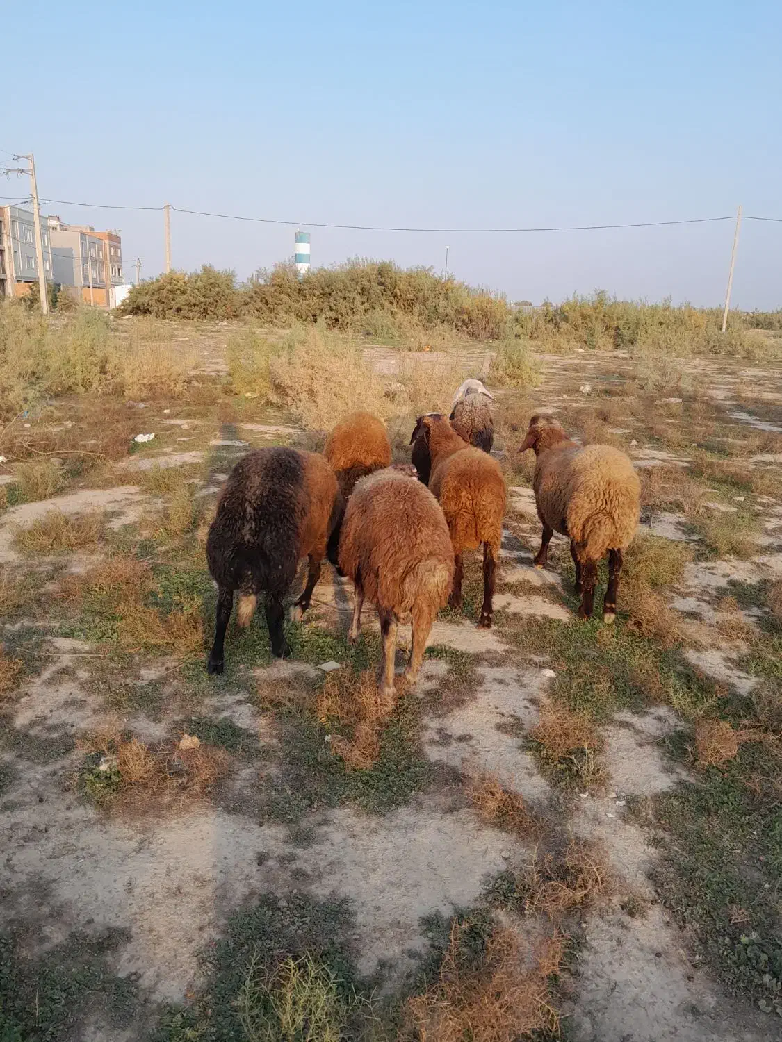 تعداد ۶راس بره توقلی تمام نر|حیوانات مزرعه|آق قلا, |دیوار