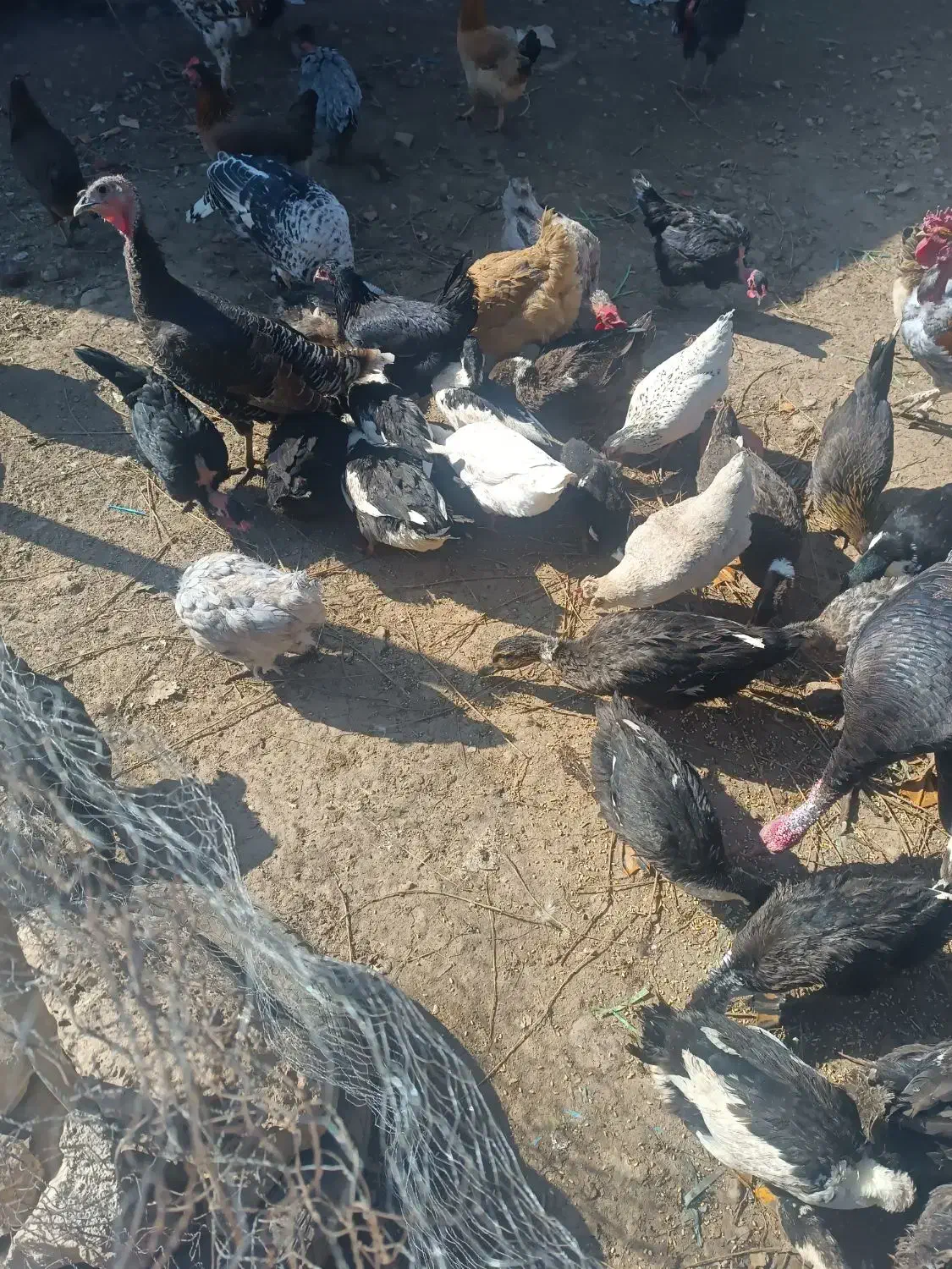 فروش اردک ۶ماهه|حیوانات مزرعه|یاسوج, |دیوار