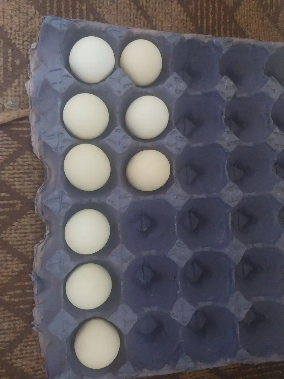 تخم مرغ اوشامو|حیوانات مزرعه|گرگان, |دیوار