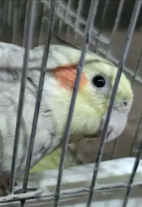 پیدا شده|حیوانات|کرمانشاه, |دیوار