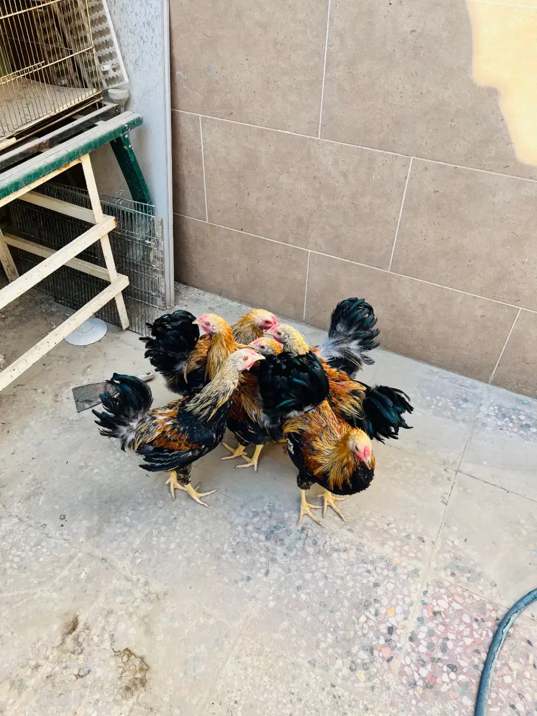 مرغ زینتی نژاد اورنج پنسلید|حیوانات مزرعه|بهبهان, |دیوار