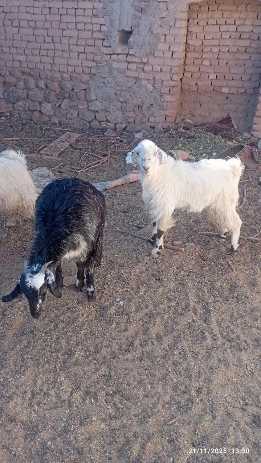 بزغاله وبره فروشی|حیوانات مزرعه|بیرجند, |دیوار