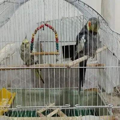 عروس هلندی جفت|پرنده|سلماس, |دیوار