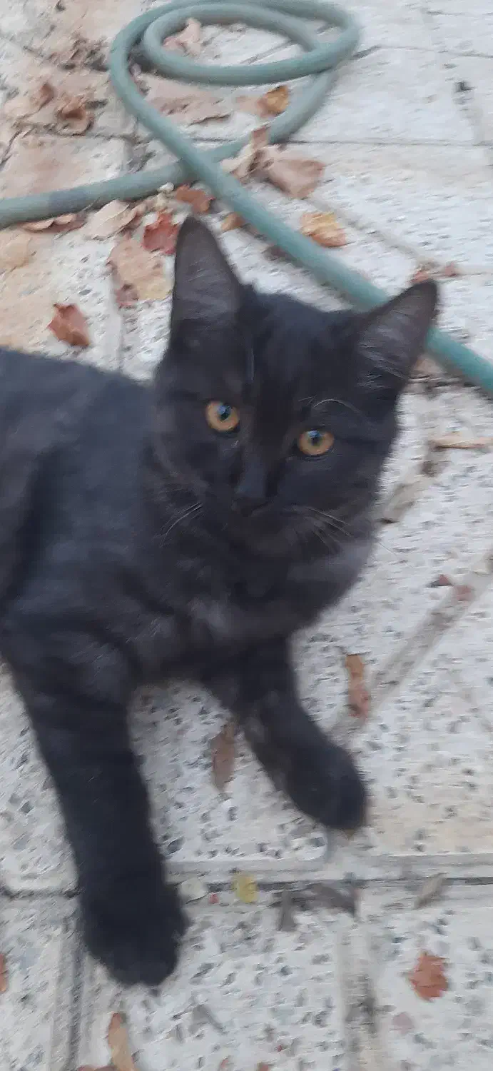 نیاز به یک سرپرست متعهد و حیوان دوست رایگان|گربه|گلبهار, شهر جدید گلبهار|دیوار