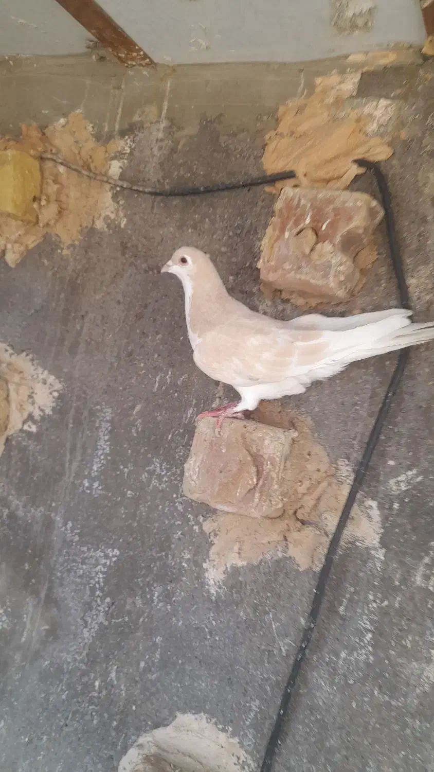 ساده|پرنده|نیشابور, مازول|دیوار