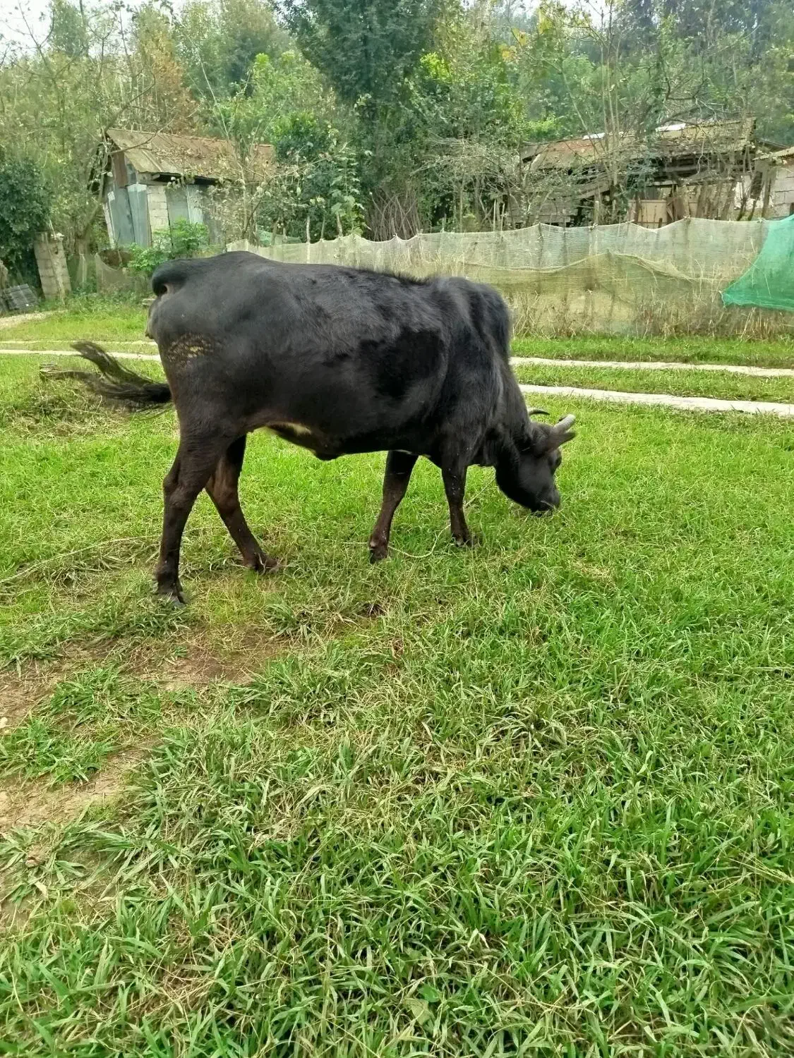 گاو جوان و ۸ماه حامله|حیوانات مزرعه|رشت, بازار|دیوار