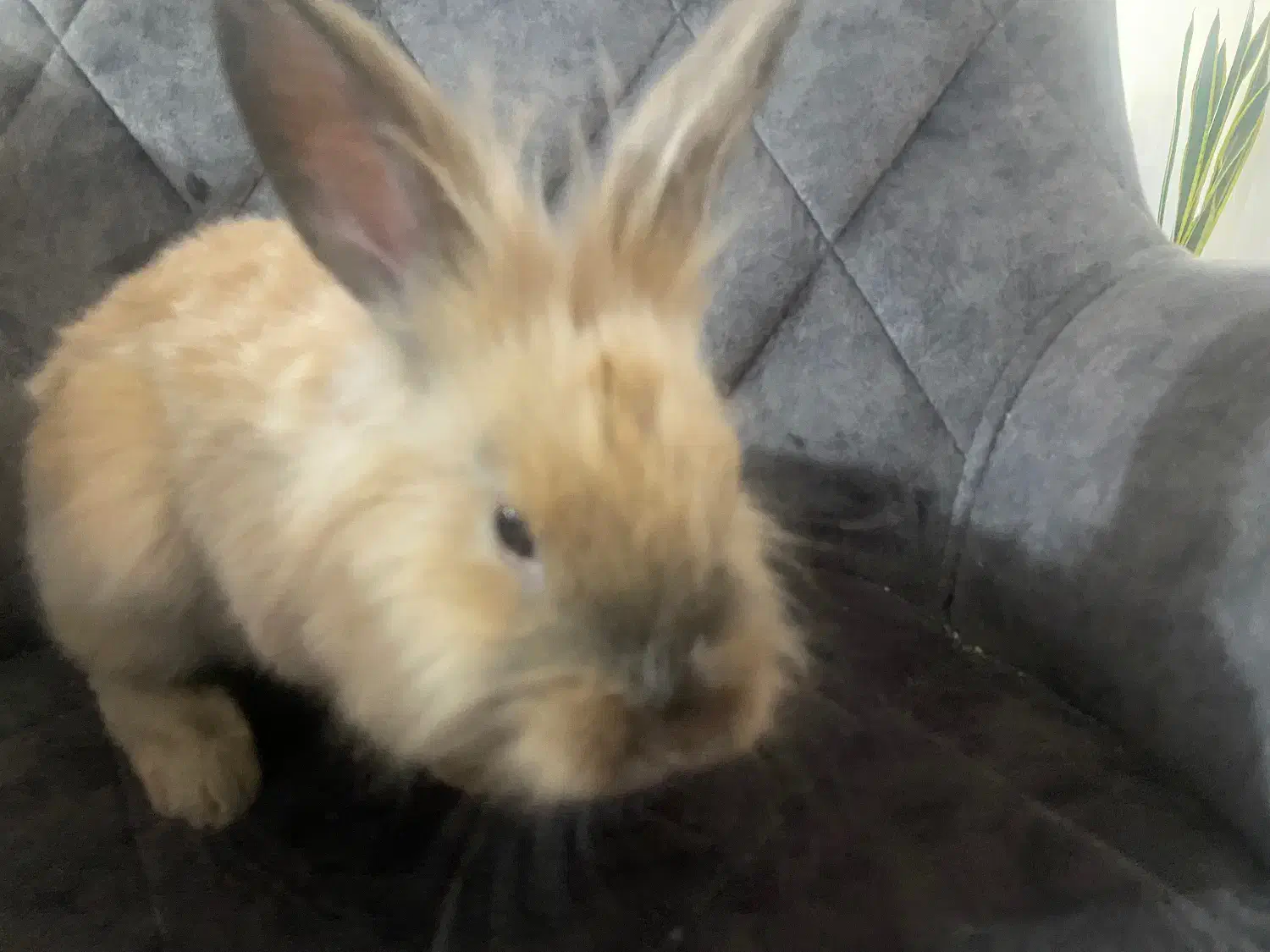 خرگوش های دوقلو|موش و خرگوش|شیراز, شهرک گلدشت حافظ‎|دیوار