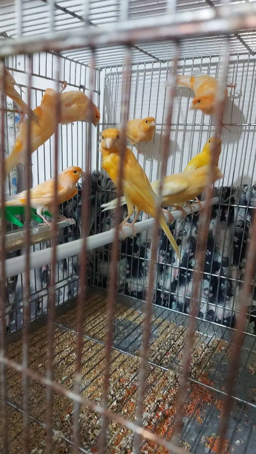 ۱۵ عدد قناری نرو ماده|پرنده|بروجرد, |دیوار