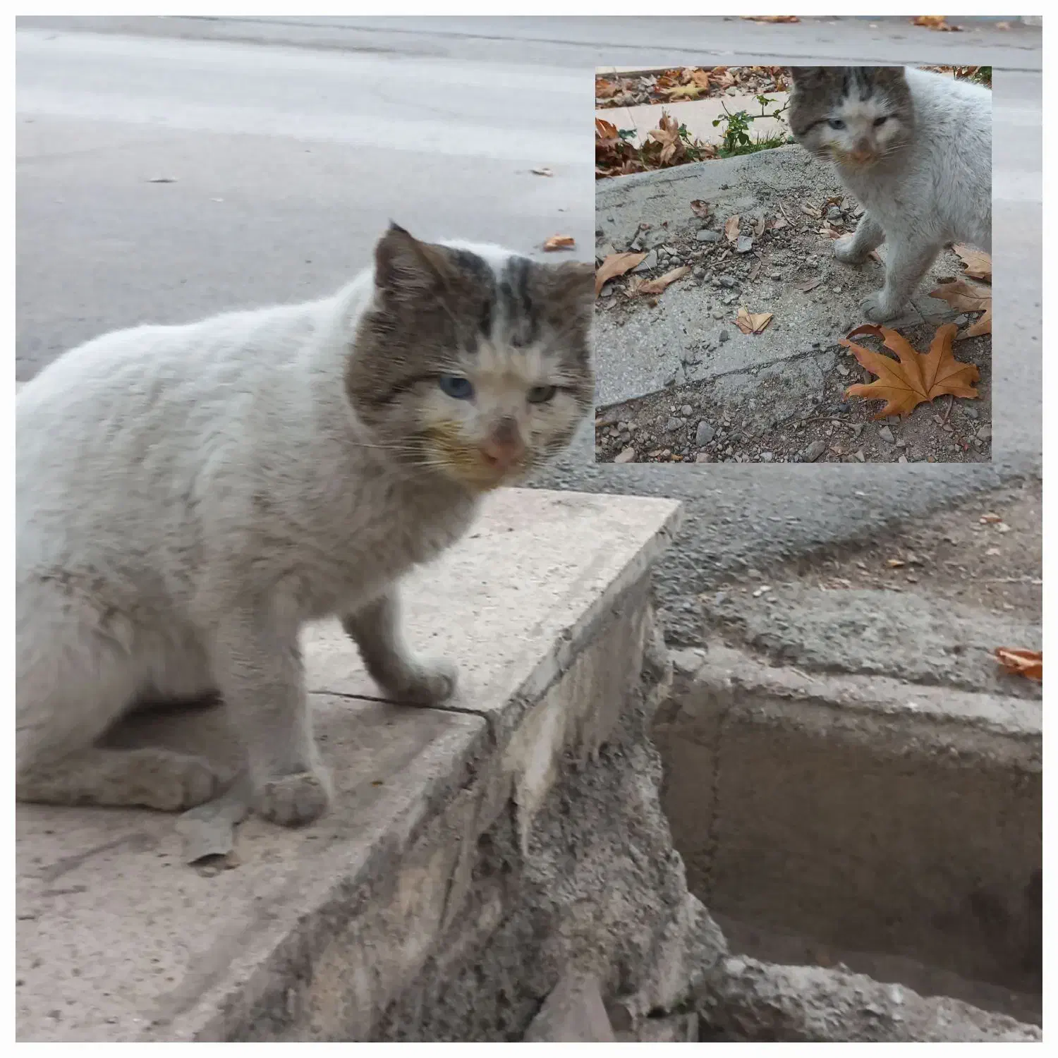 گربه خانگی و دست آموز در محله ماپیدا شده|گربه|خرم‌آباد, |دیوار