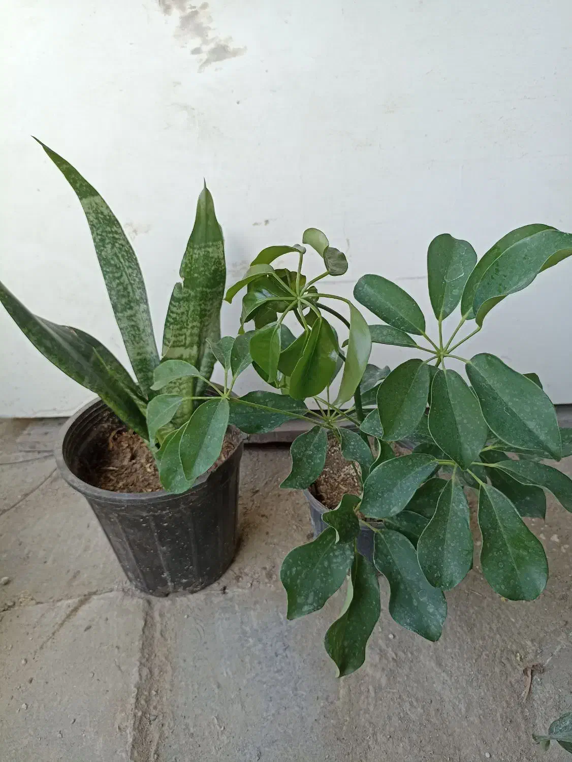 گل‌های آپارتمانی|گل و گیاه طبیعی|کنارک, |دیوار