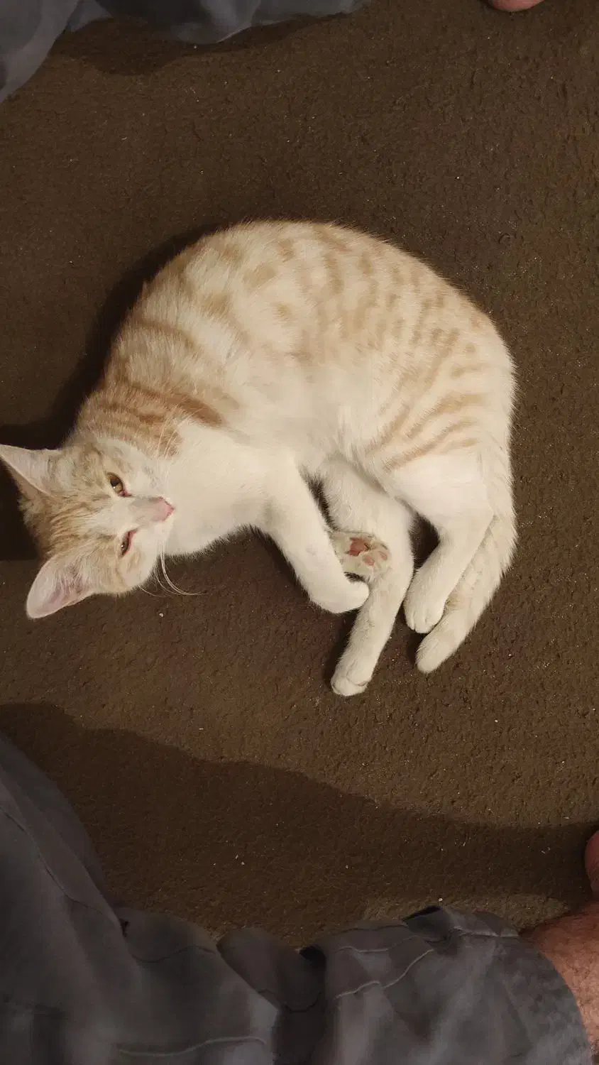 گربه گمشده|حیوانات|زابل, |دیوار