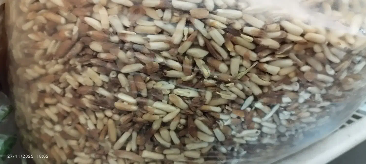 چلغوز|خوردنی و آشامیدنی|مشهد, انقلاب|دیوار