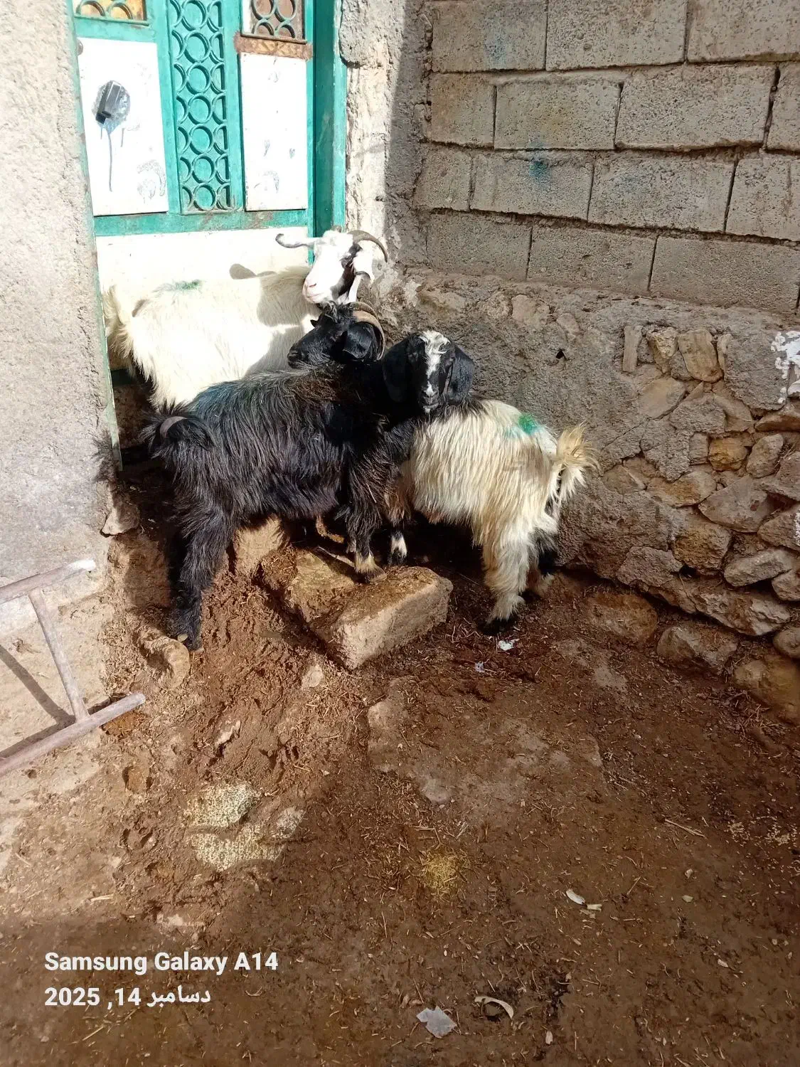 ۳عدد بز جوان بوغاز برایدنگه داشتن|حیوانات مزرعه|اردبیل, |دیوار