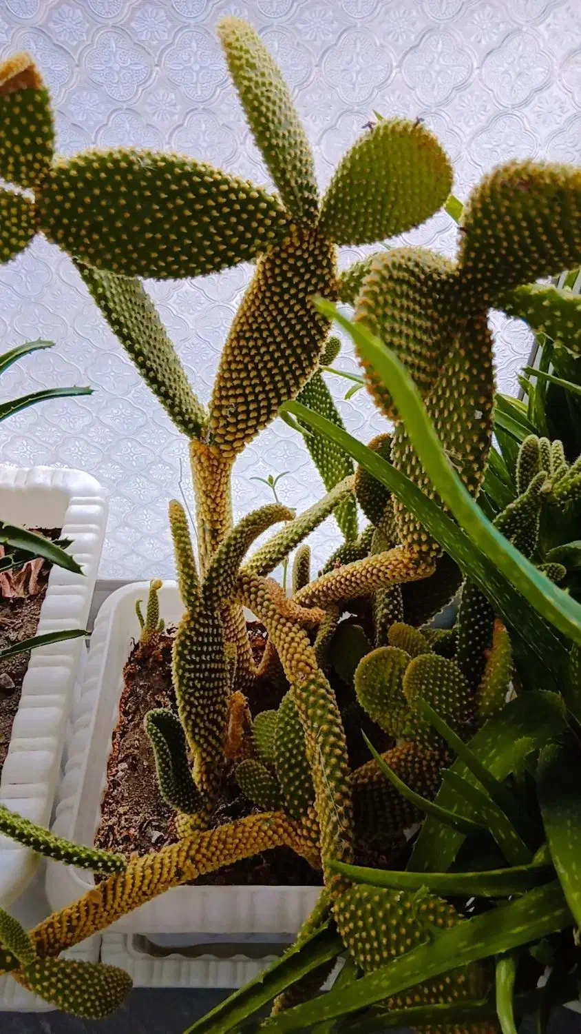 گل های بسیار شاداب|گل و گیاه طبیعی|خوی, |دیوار