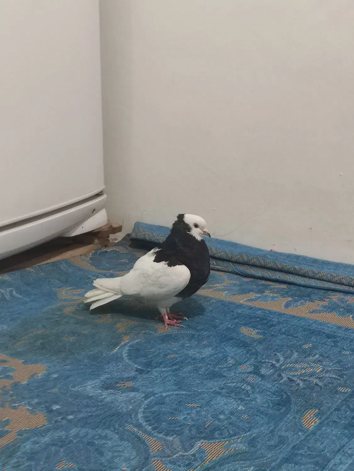 کفتر|پرنده|مشهد, شهرک مهرگان|دیوار