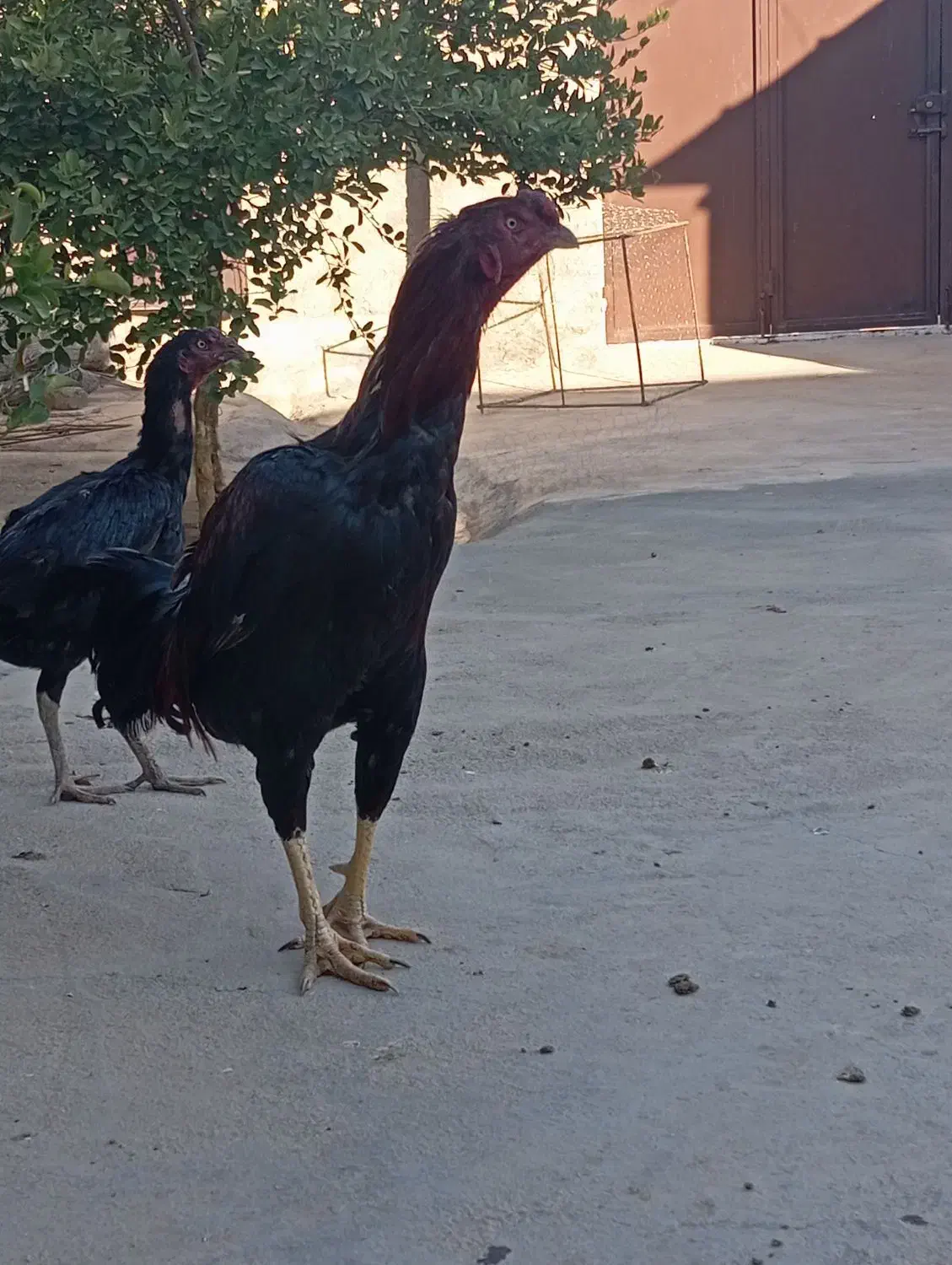 مرغ تخم گذار و خروس لاری|حیوانات مزرعه|سرپل ذهاب, |دیوار