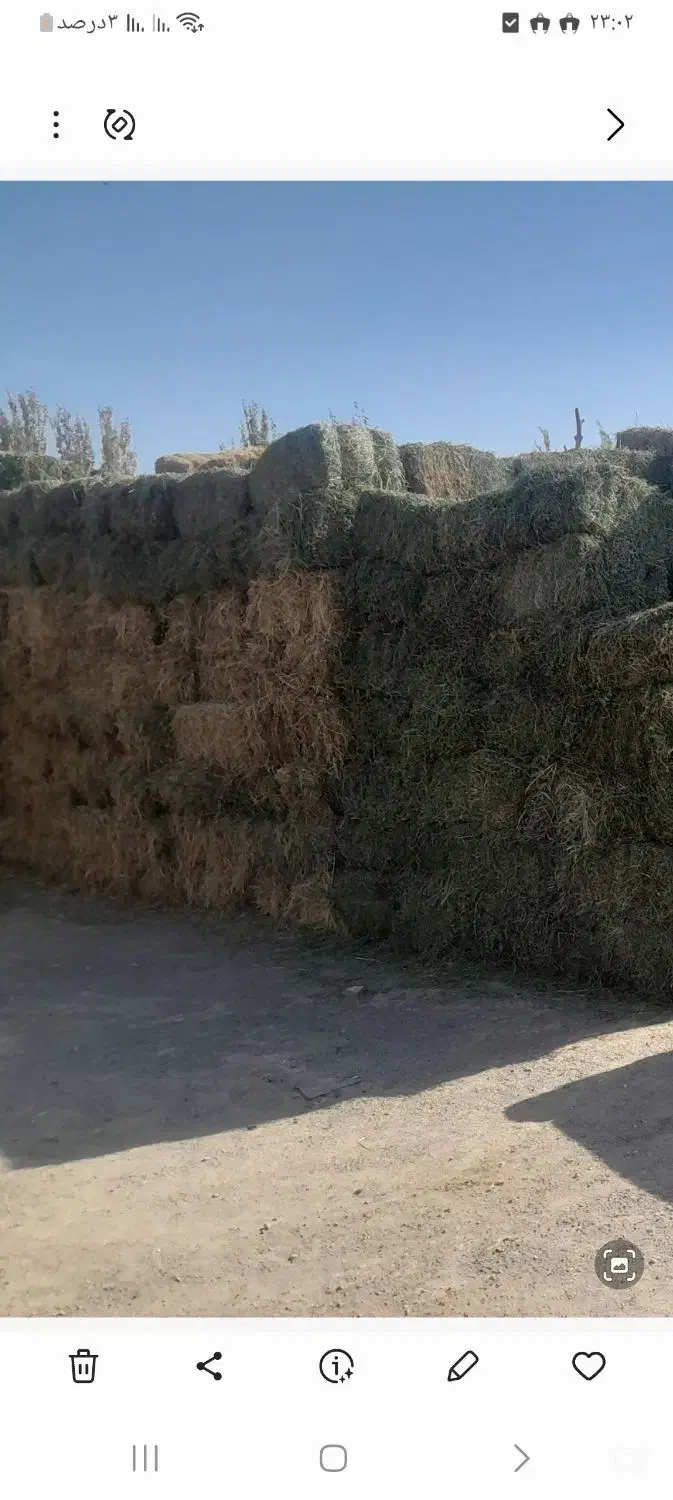 یونجه چین دو|خدمات باغبانی و درختکاری|رشت, پل تالشان|دیوار