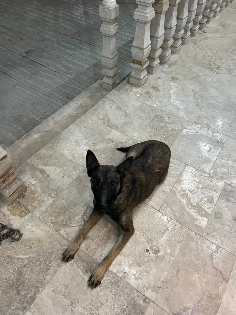 مالینویز|سگ|رباطکریم, انجم آباد|دیوار