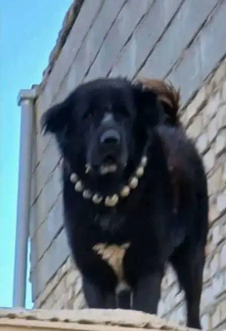 فروش یک قلاده سگ|سگ|لنجان, |دیوار