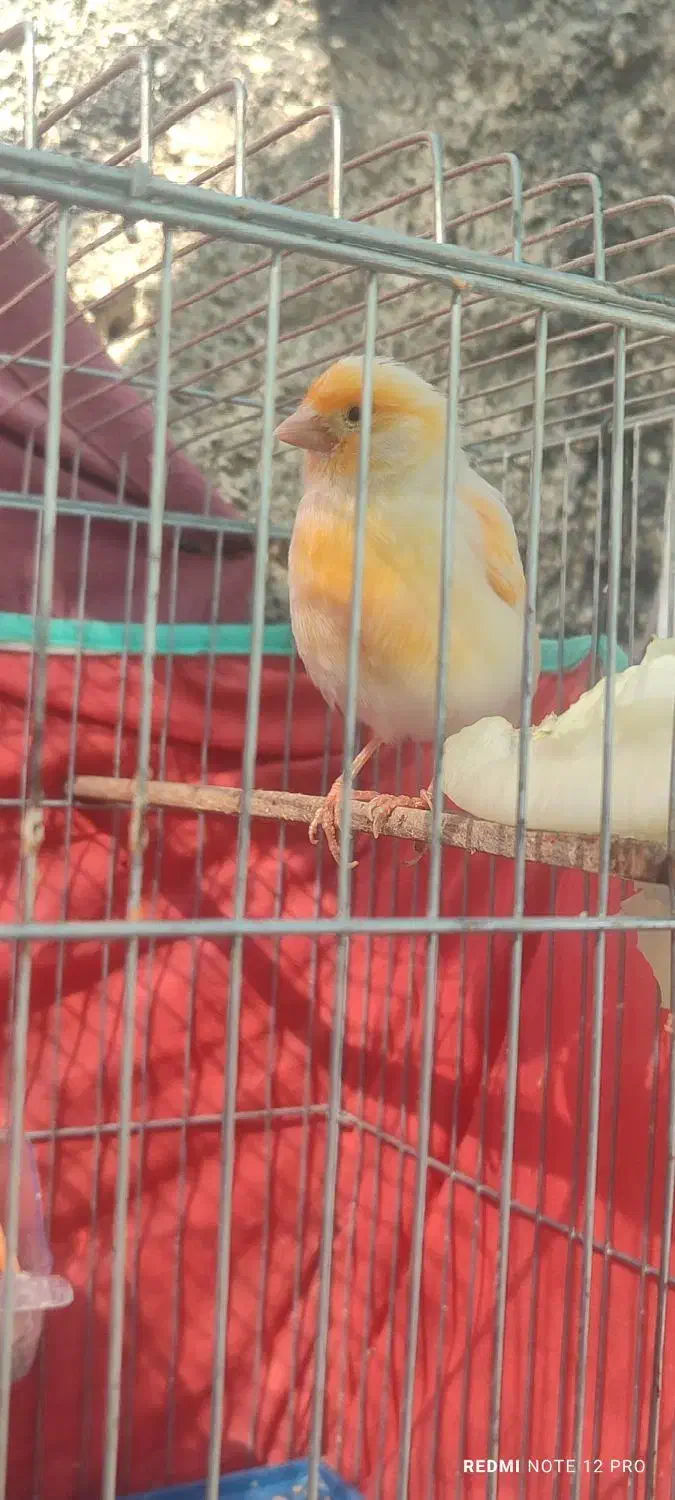 فروش قناری|پرنده|برازجان, |دیوار