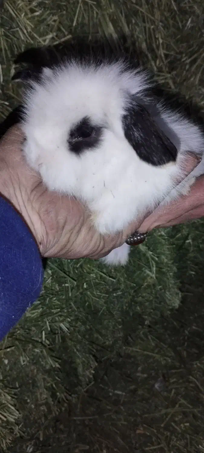 بچه خرگوش لپ هلندی|موش و خرگوش|پاوه, |دیوار