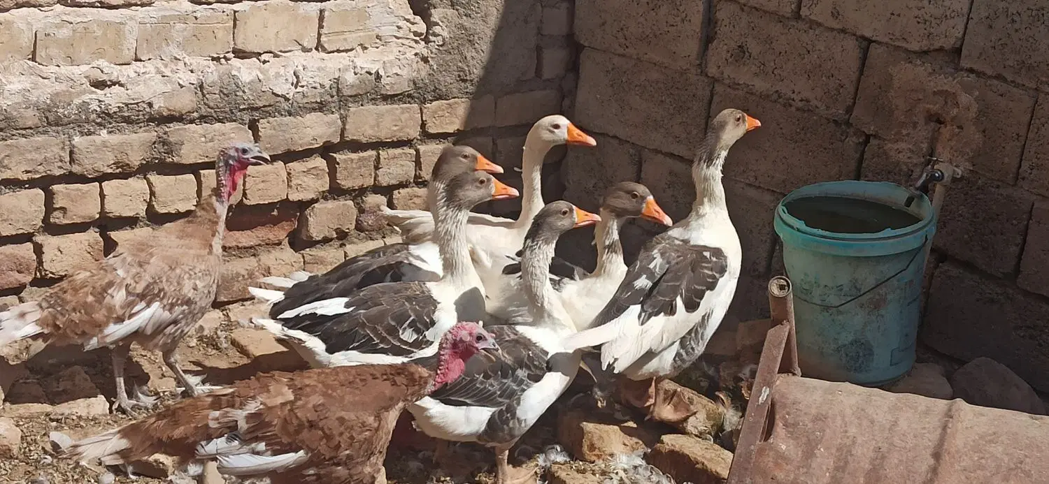 غاز|حیوانات مزرعه|جعفرآباد, |دیوار