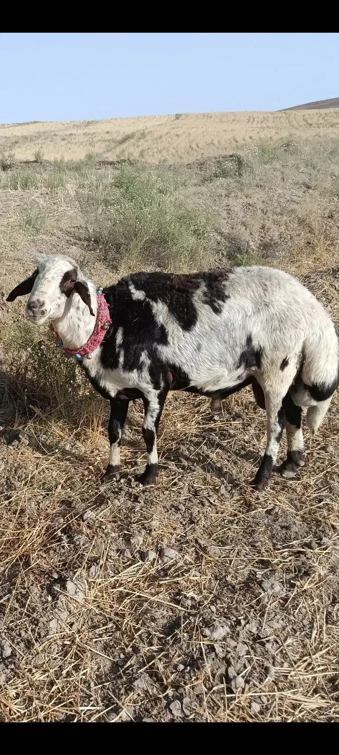 قوچ پلنگی|حیوانات مزرعه|مشهد, هفده شهریور|دیوار