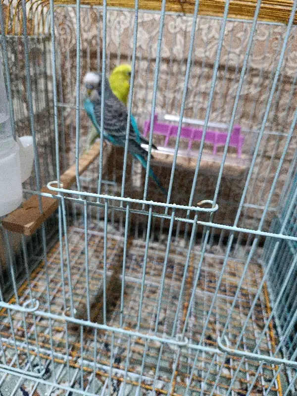 پرنده فروشی|پرنده|لالی, |دیوار