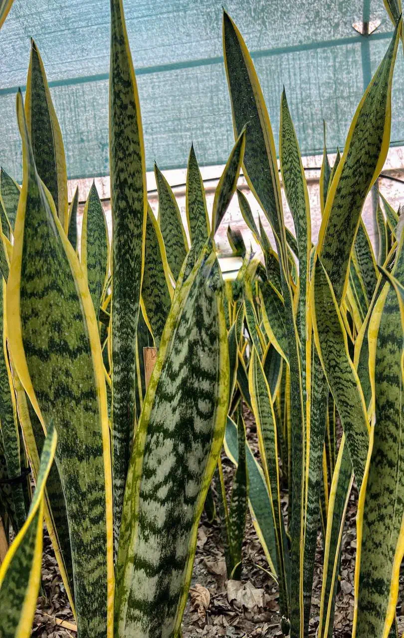 سانسوریا شمشیری ابلق|گل و گیاه طبیعی|محمودآباد, |دیوار