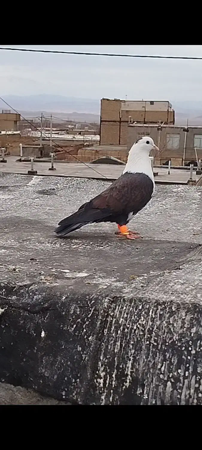 کفتر|پرنده|مشهد, کارگران|دیوار