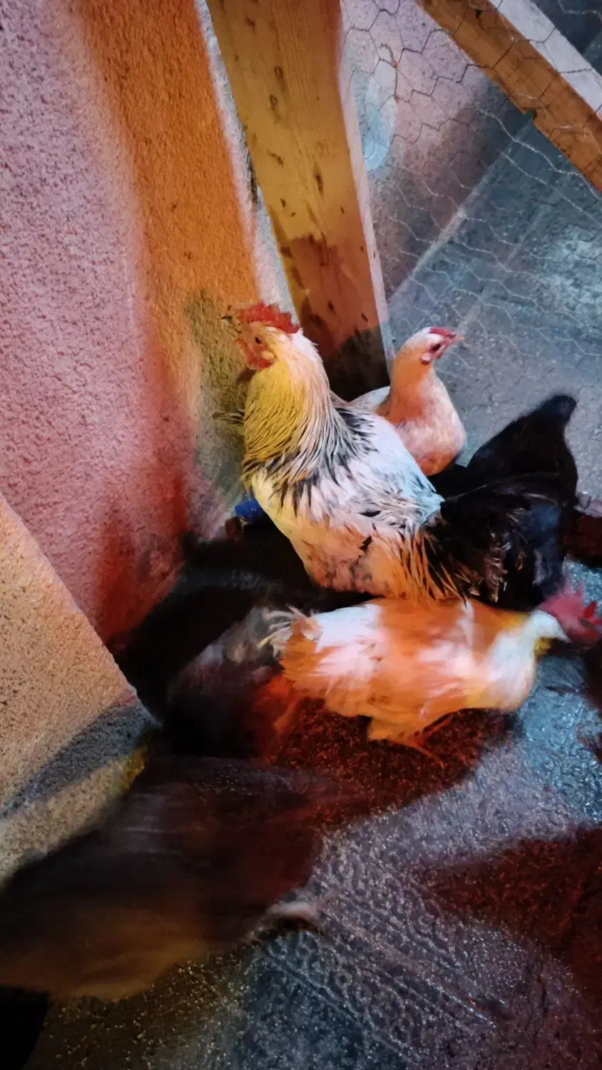 خروس رسمی|حیوانات مزرعه|نظرآباد, نظرآباد|دیوار