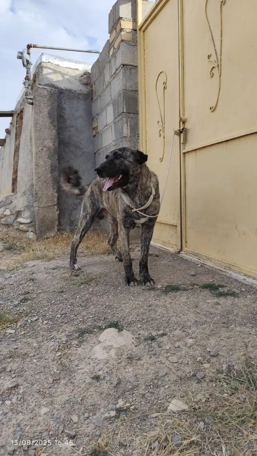 واگذاری سگ|سگ|قوچان, |دیوار