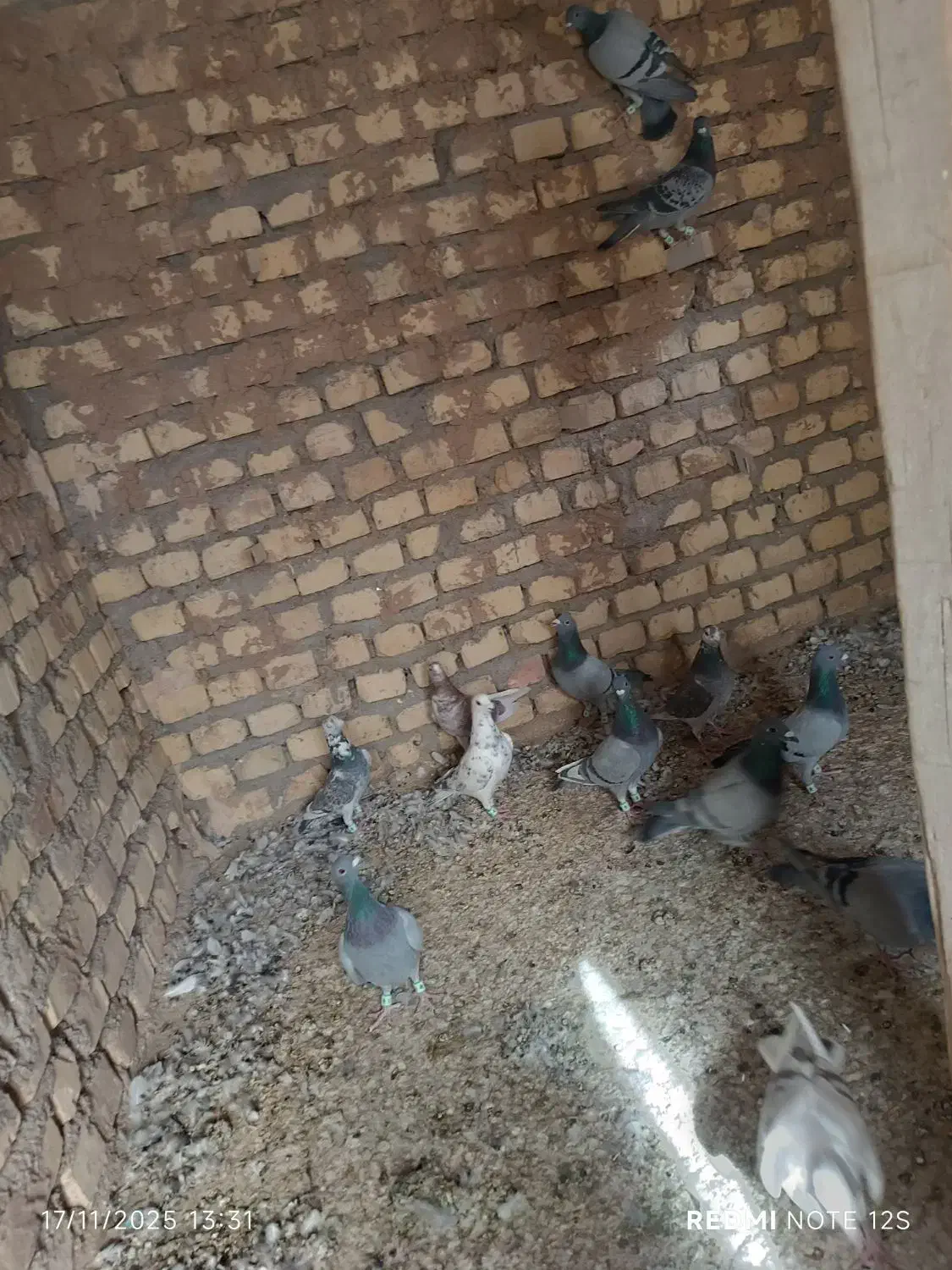 کفتر پلاکی|پرنده|یزد, |دیوار