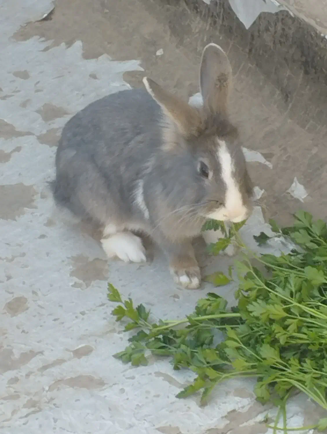 فروش حیوان خانگی|موش و خرگوش|دشتابی, |دیوار