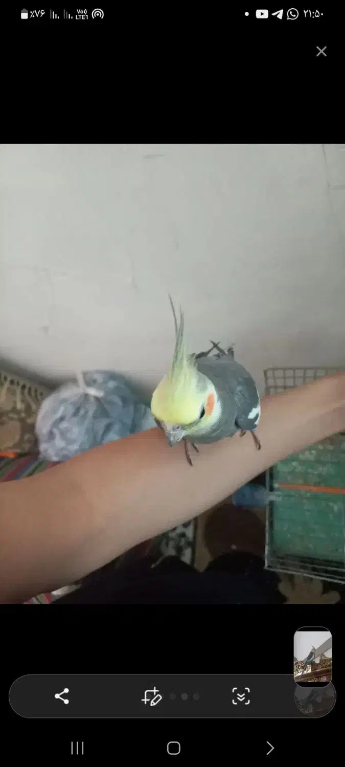 عروس نر دستی سخنگو ب شرط حرف زدن فیلم حرفش هس فوری|پرنده|تهران, سبلان (لشگر)|دیوار