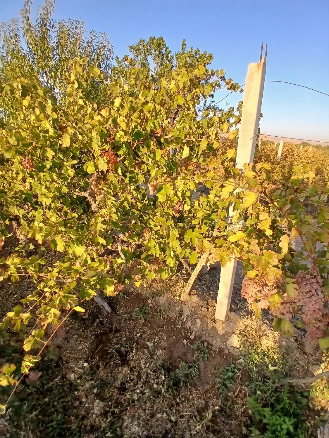 فروش فوری باغ در روستای آغجه اوبه شهرستان عجبشیر|فروش زمین و ملک کلنگی|عجب شیر, |دیوار