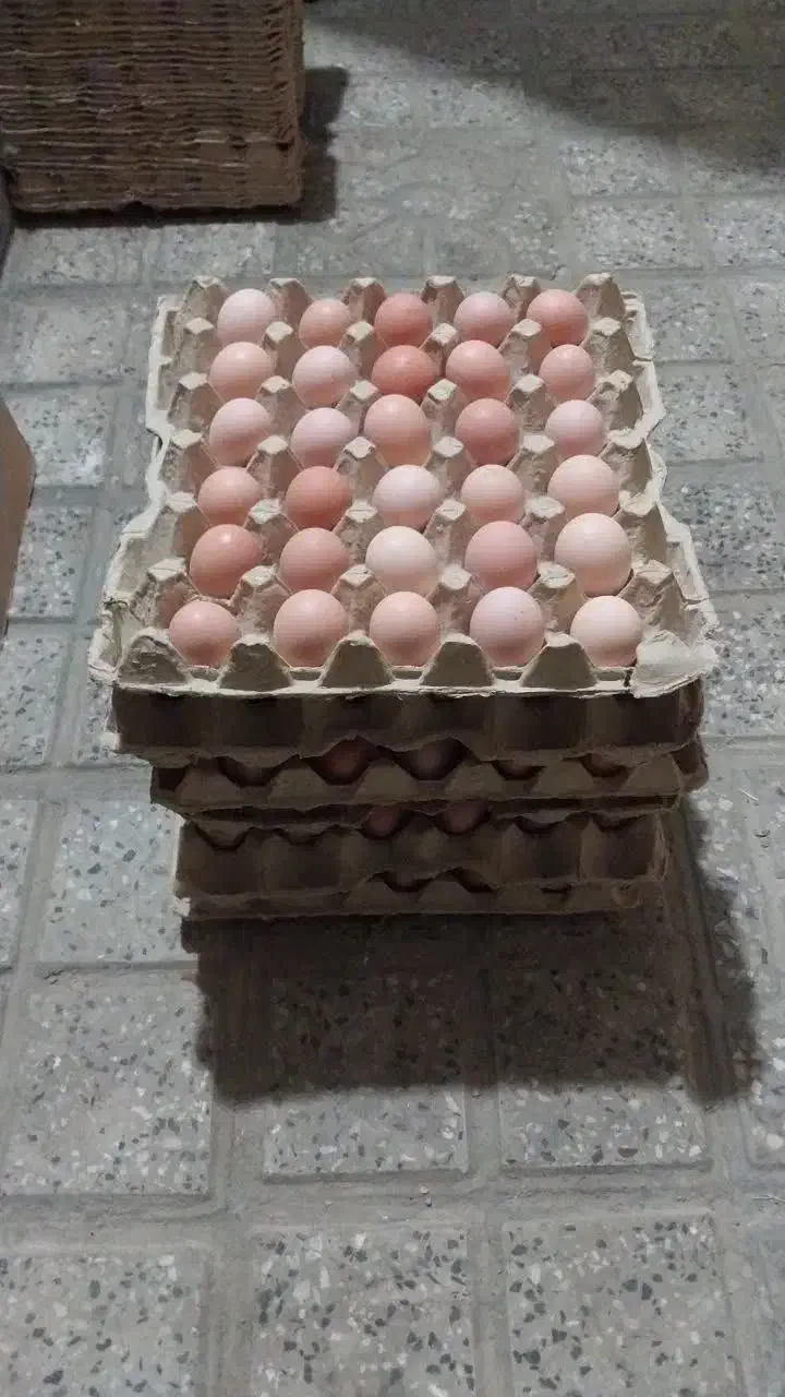 تخم مرع بومی|خوردنی و آشامیدنی|اصفهان, شهرک صنعتی امیرکبیر (شاپور جدید)|دیوار