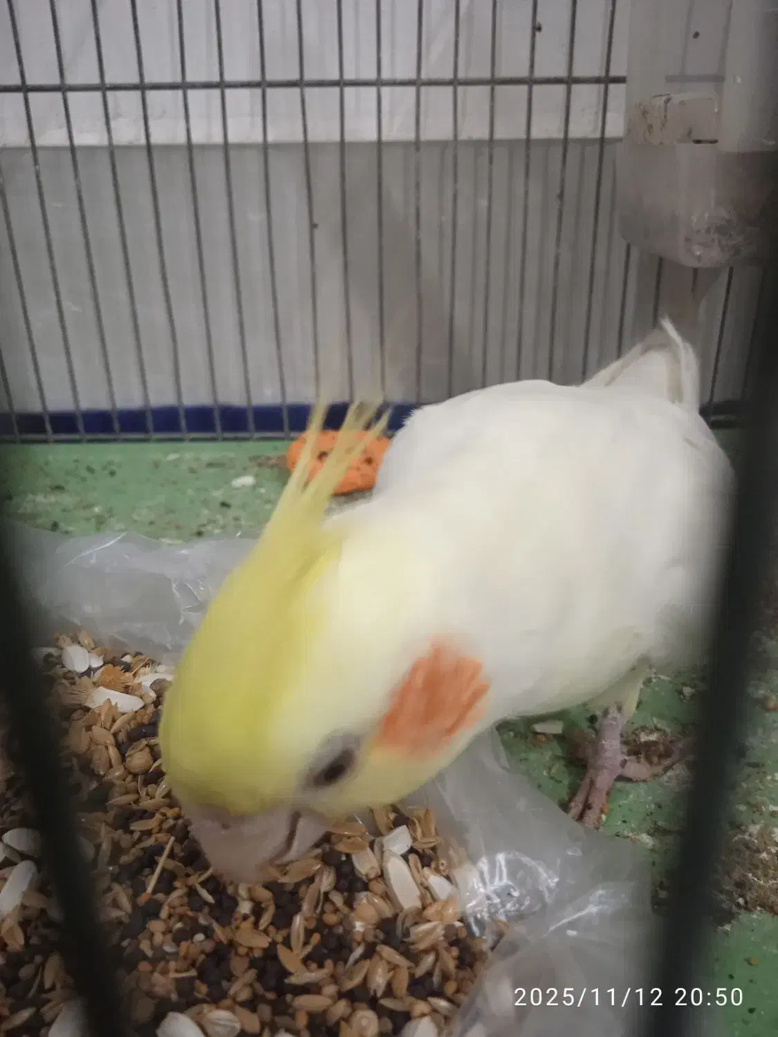 سلام یک عدد قناری ماده ویک عروس هلندی|پرنده|مشهد, شهرک امام هادی (شهرک غرب)|دیوار