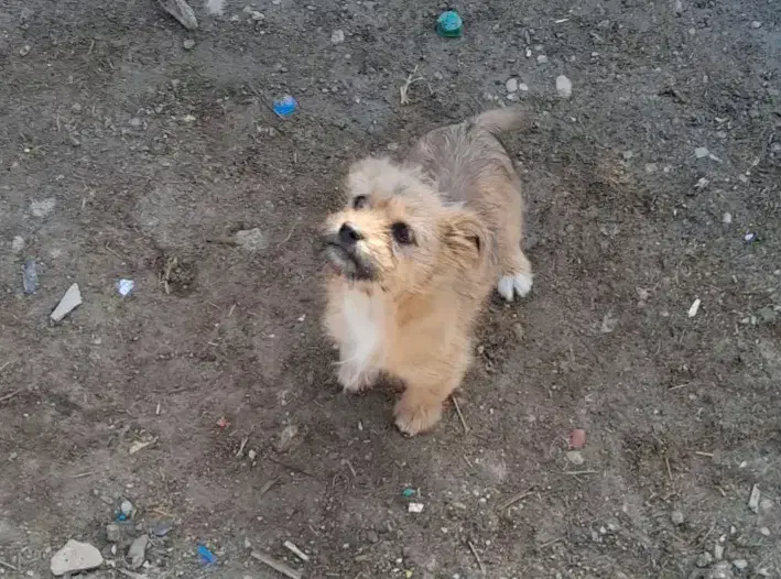 فروش سگ شیتزو|سگ|جهرم, |دیوار