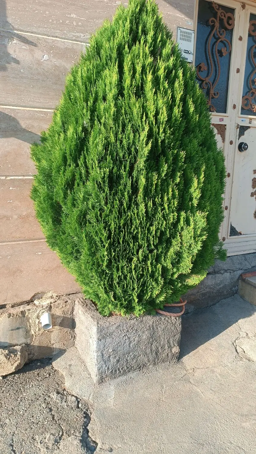 کاج|گل و گیاه طبیعی|بانه, |دیوار