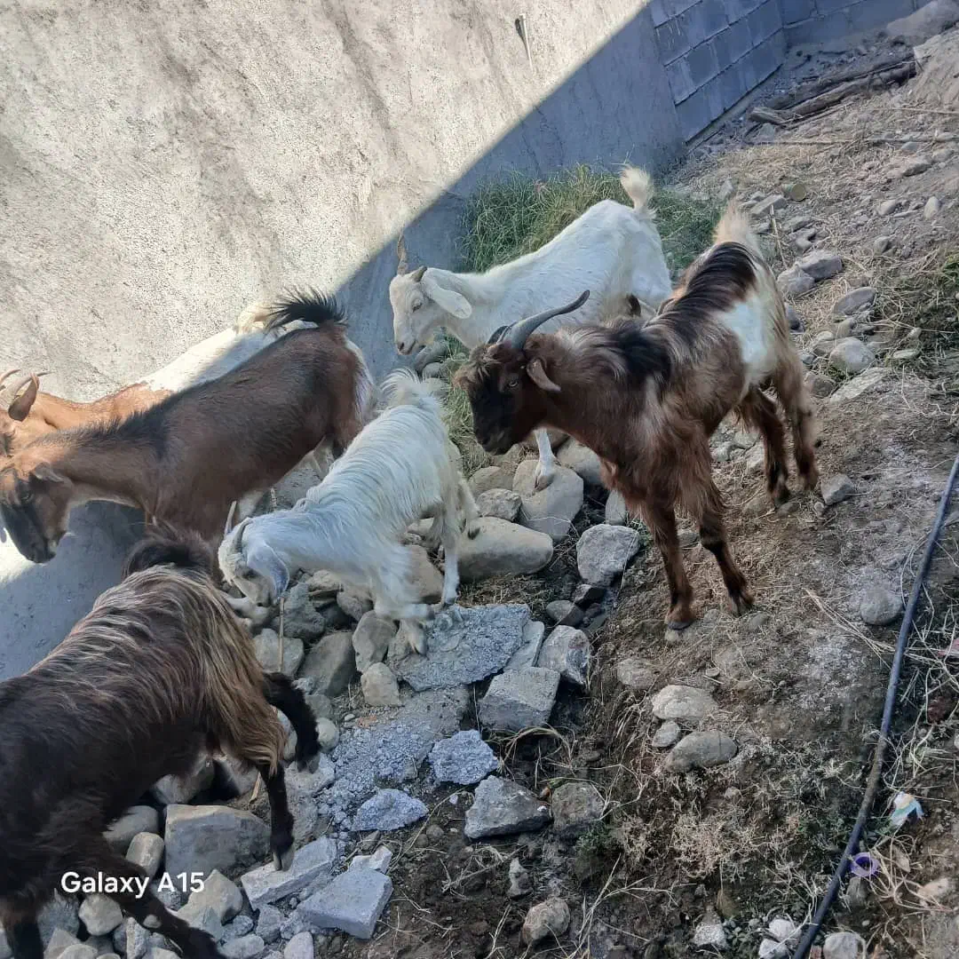 بز کهر رودان|حیوانات مزرعه|رودان, |دیوار