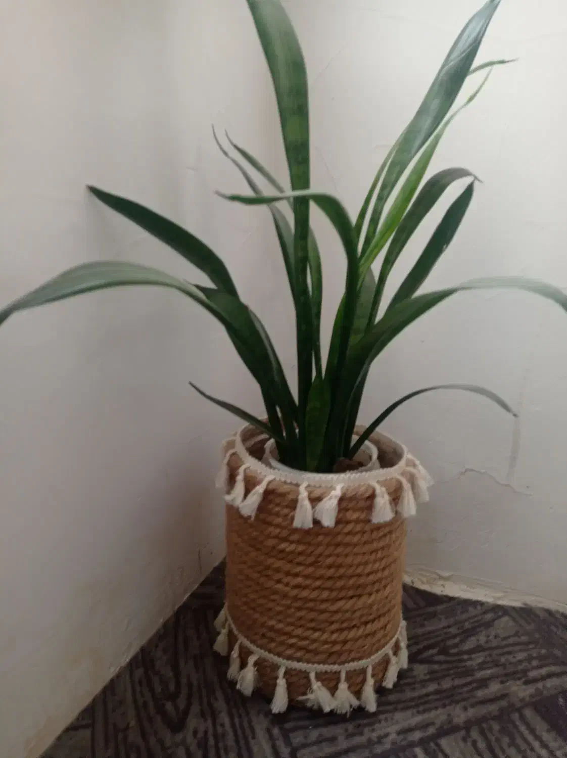 دو عدد گل و گلدان|گل و گیاه طبیعی|رباط‌کریم, شهرک والفجر|دیوار