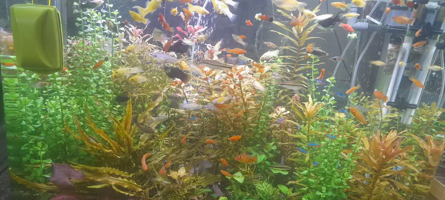 آکواریوم آماده و حاضر بکار|ماهی|تبریز, |دیوار